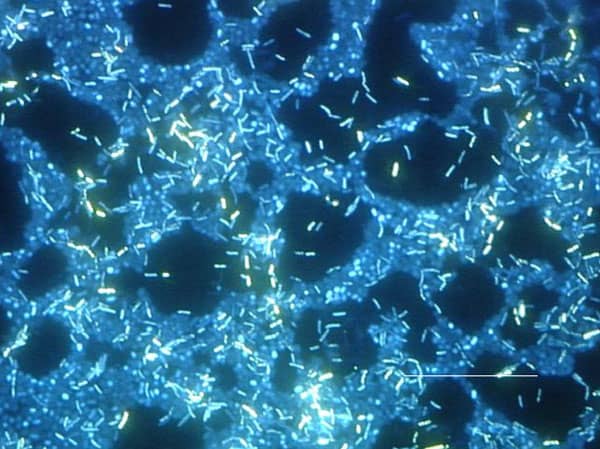 Un biofilm artificiel qui augmente la production énergétique des piles à combustibles bactériennes
