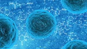 La recherche médicale utilisant des cellules souches encouragée en Allemagne