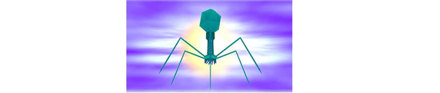 Le BMBF finance un projet national pour le développement de l’utilisation des bactériophages en substitut des antibiotiques