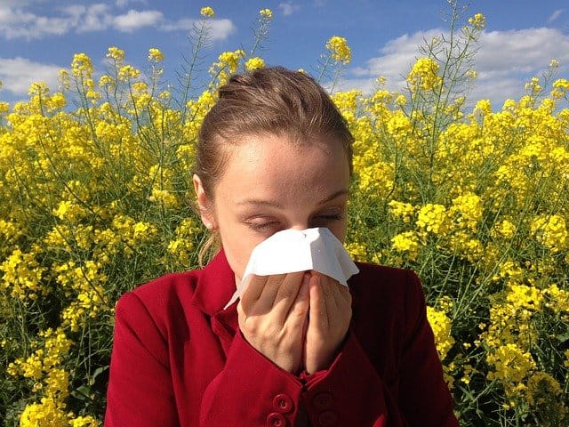 L’exposition au pollen augmente les risques d’infection au SARS-CoV-2, selon une étude de la TUM