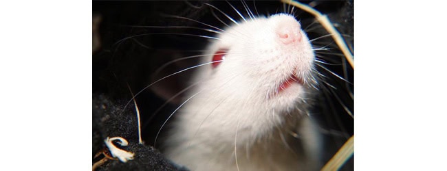 L’expérimentation animale est-elle incontournable ? Journée internationale de l´animal de laboratoire, le 24 avril par le Centre Helmholtz de recherche sur les infections (HZI)